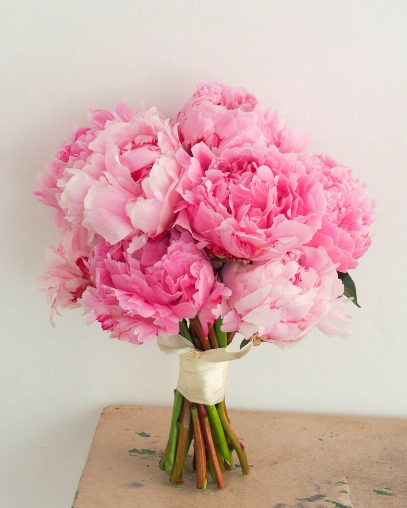 Mixed Peonies (Variety: Sarah Bernhardt)