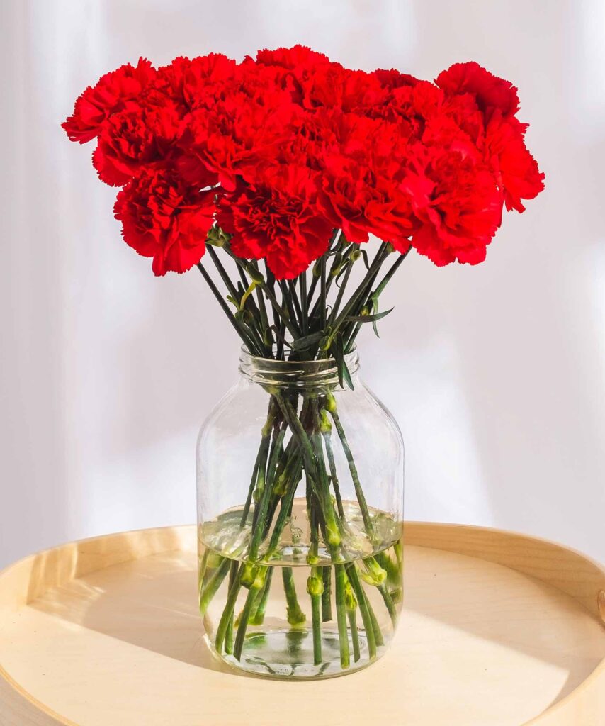 Red Carnations (Variety: Red Rocket)