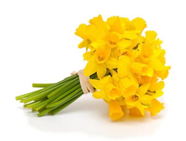 Yellow Daffodils (Variety: Dutch Master)